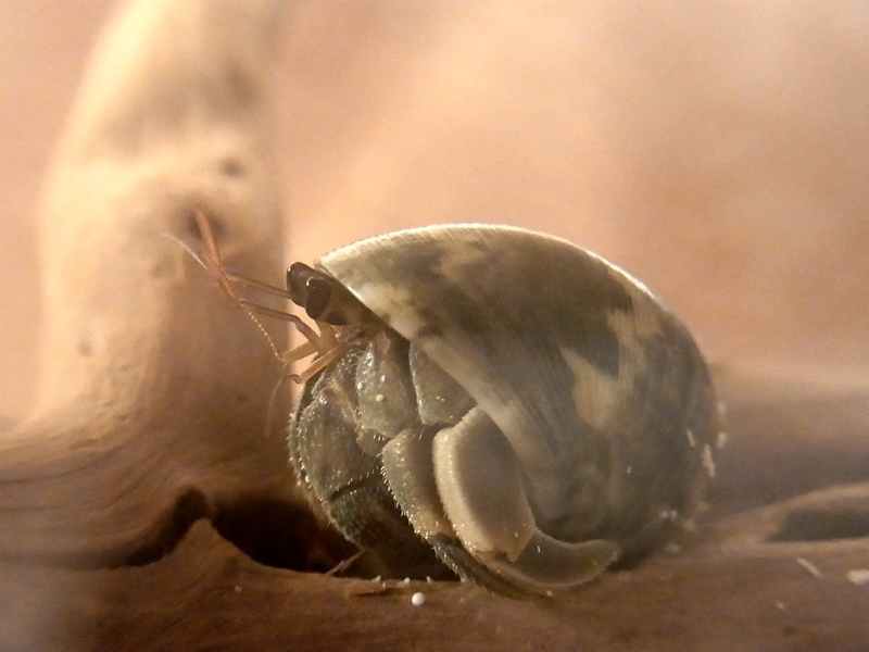 ナキオカヤドカリの２匹 ３匹のオカヤドカリ